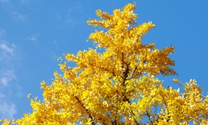 11月